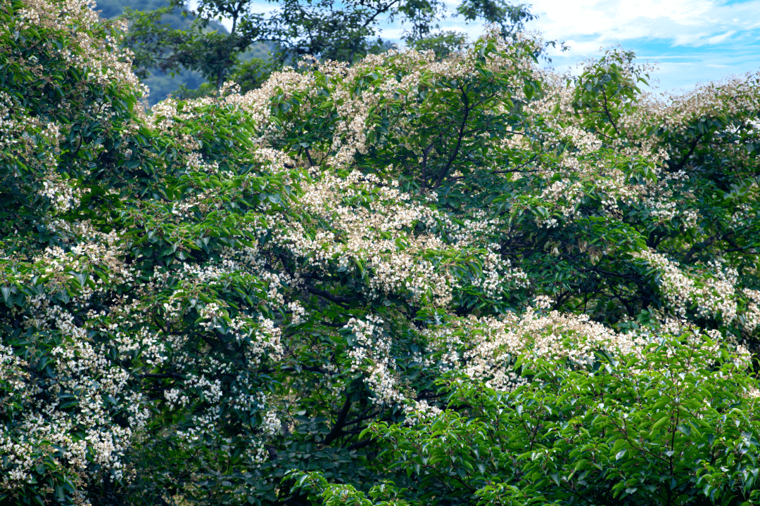 烟火仁和丁木芬芳