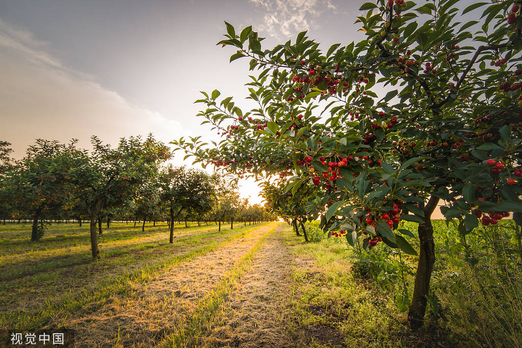 The Most Delicious Cherry in Dalian