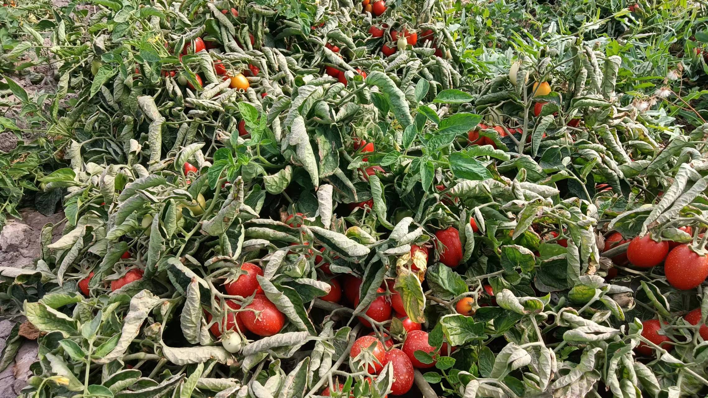 焉耆工业番茄陆续成熟即将进入采摘期