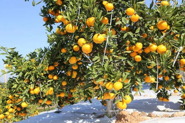 宜都蜜柑品类众多宫川,龟井,鄂柑2号,尾张,南柑等