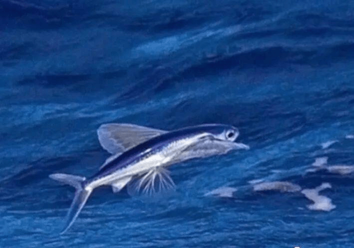 原创这五种动物竟接近山海经异兽巧合或真实或许异兽曾存在