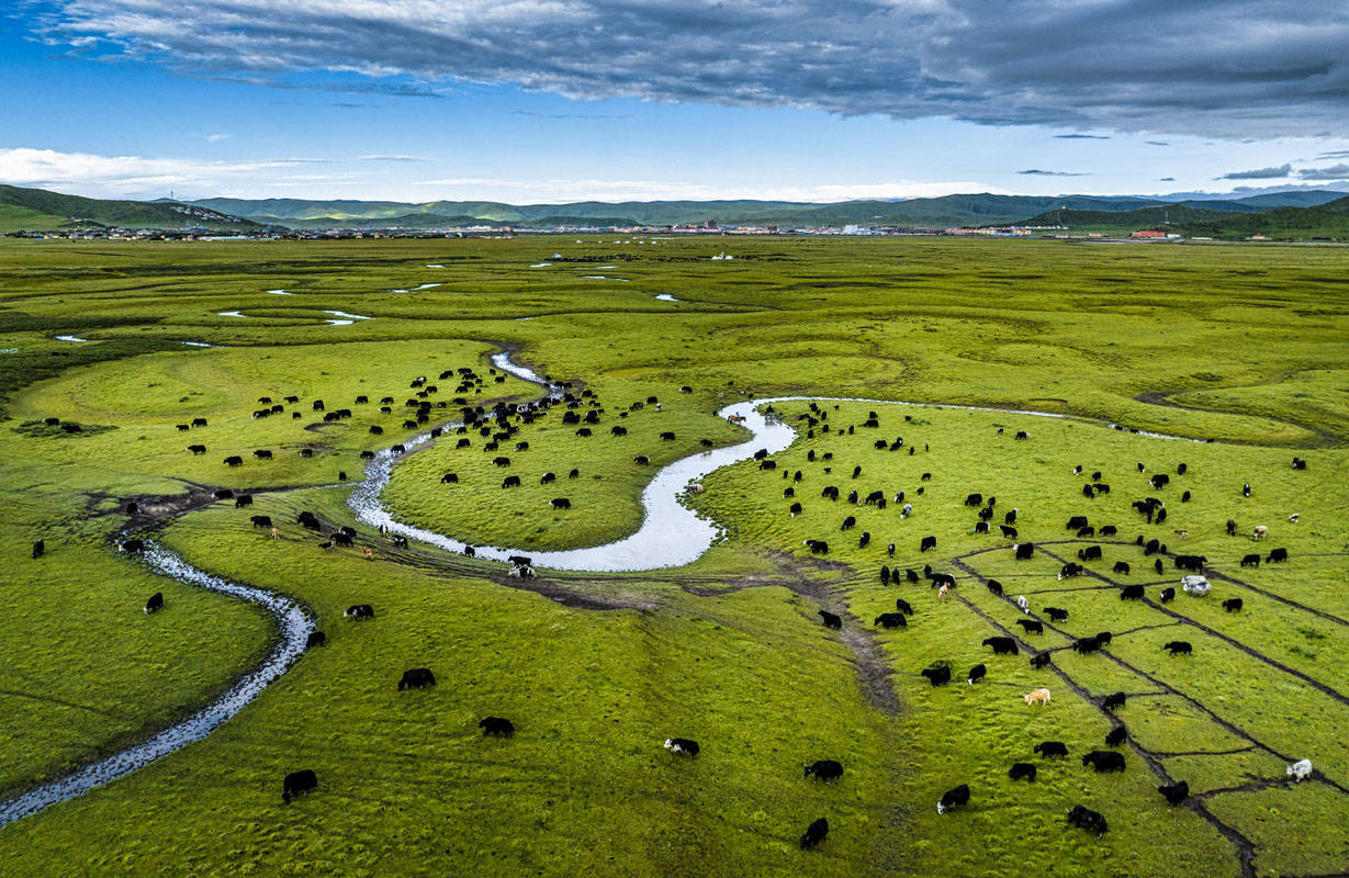 四川月亮湾:牦牛的温馨家园_红原县_刘国兴_陈先林