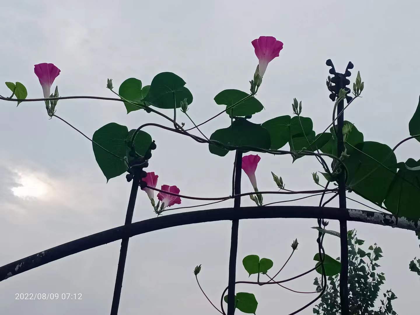 立秋日观牵牛花有感 矮墙 篱笆 喇叭 立秋日观牵牛花有感 矮墙 篱笆 喇叭