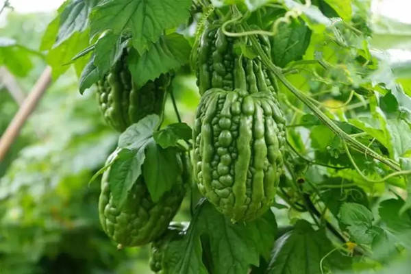 特产早知道:杜阮凉瓜_杜阮镇_调研_种植