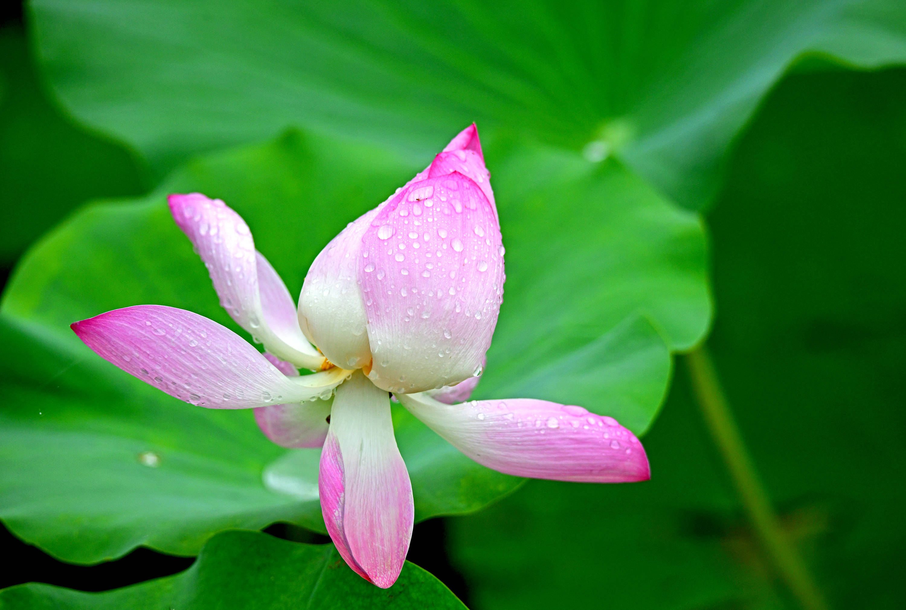 水中带露珠荷花图片图片