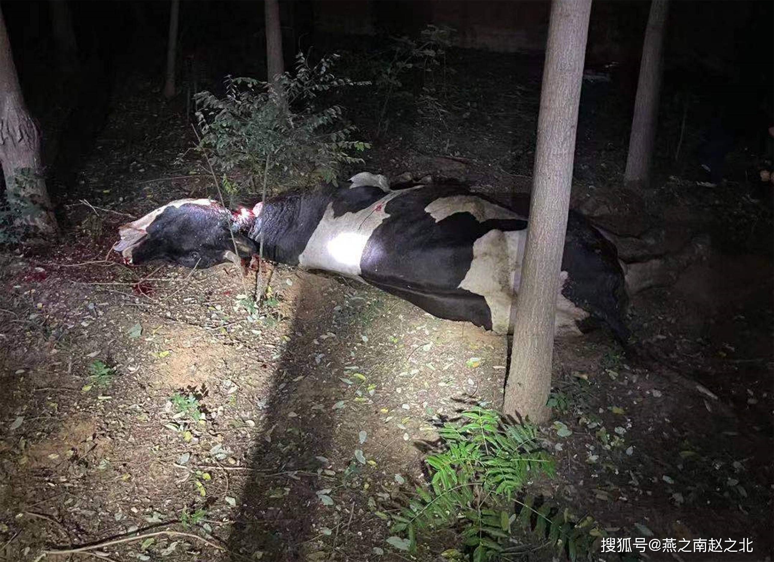 定州疯牛顶伤两个村民被民警击毙