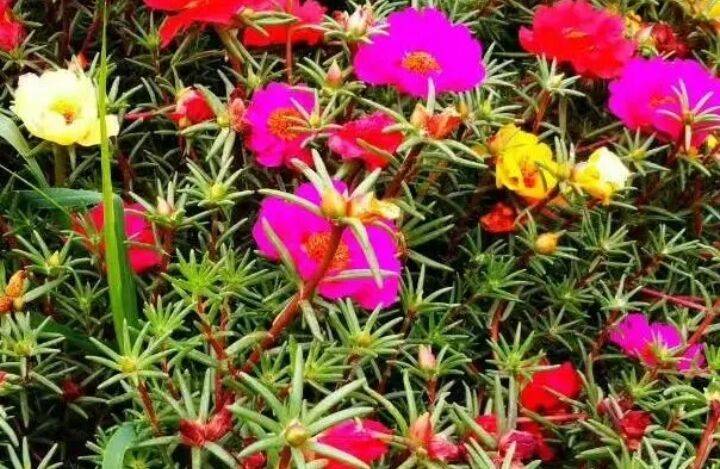 家里的马蜂菜开花了!_菜花_太阳_阳光