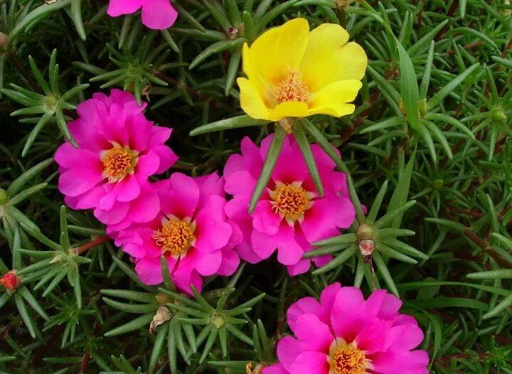 家里的马蜂菜开花了!_菜花_太阳_阳光