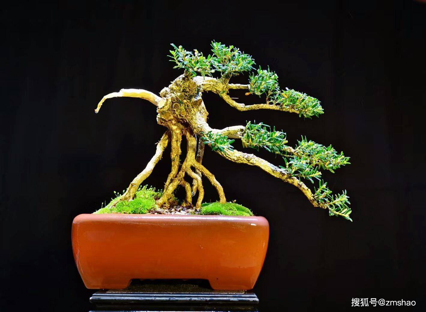 杂木盆景欣赏3-搜狐大视野-搜狐新闻