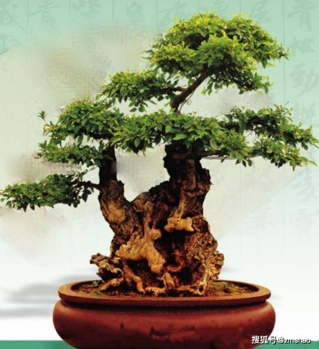 杂木盆景欣赏2-搜狐大视野-搜狐新闻