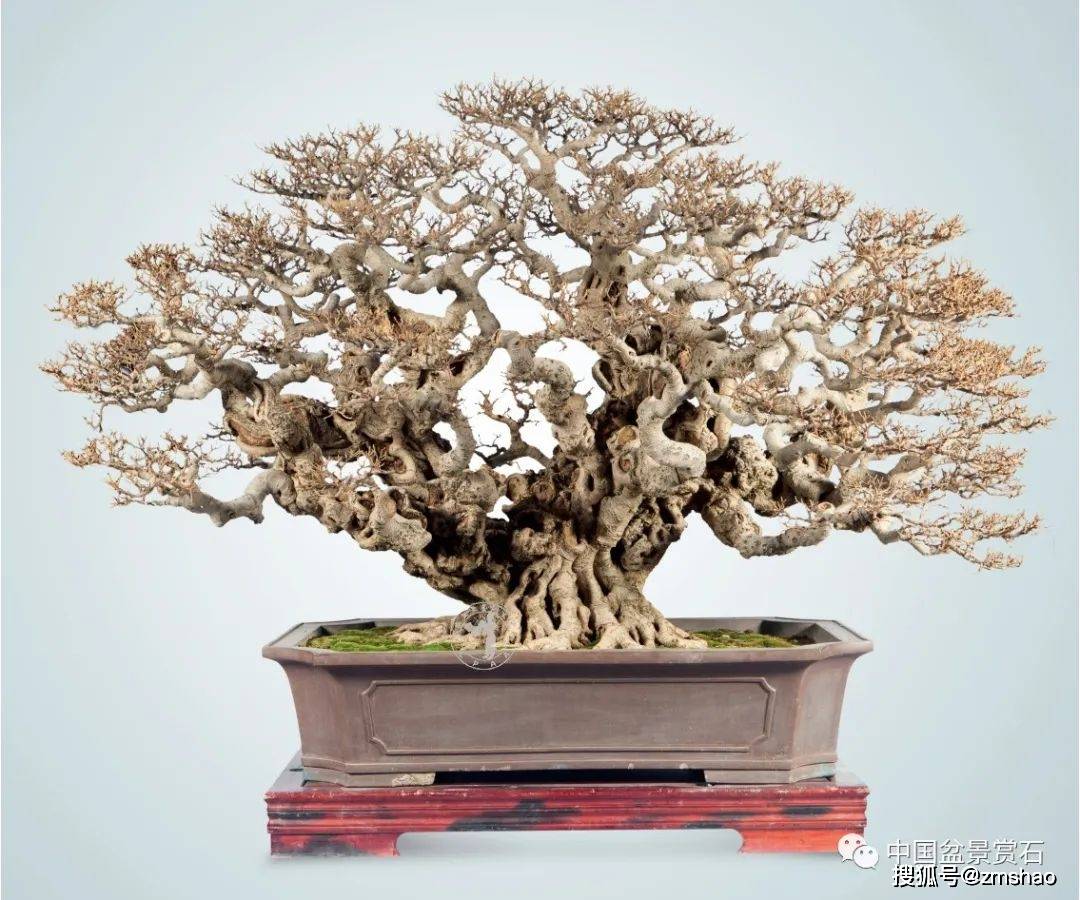 杂木盆景欣赏3-搜狐大视野-搜狐新闻