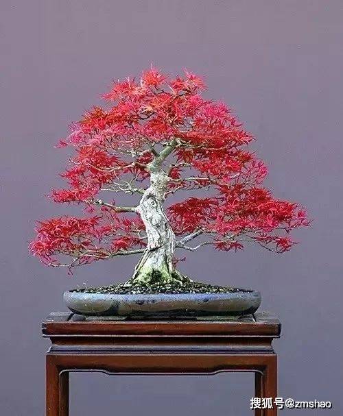 杂木盆景欣赏1-搜狐大视野-搜狐新闻