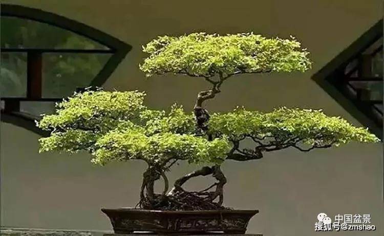 杂木盆景欣赏1-搜狐大视野-搜狐新闻
