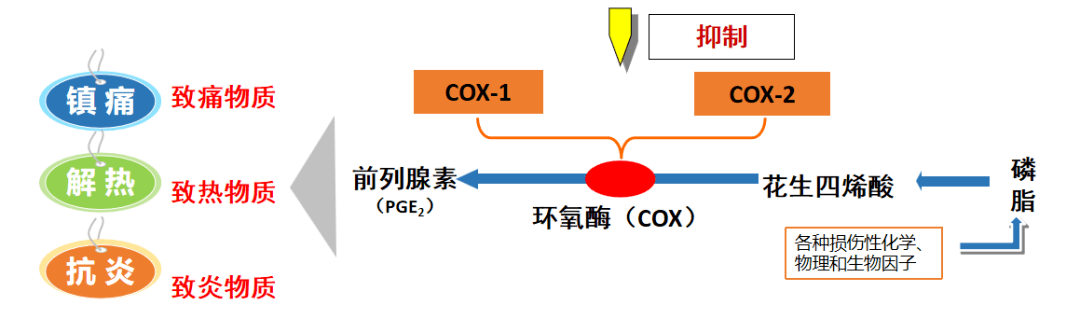 非甾体抗炎药的作用机制就是抑制环氧化酶,无法合成足够的前列腺素e1