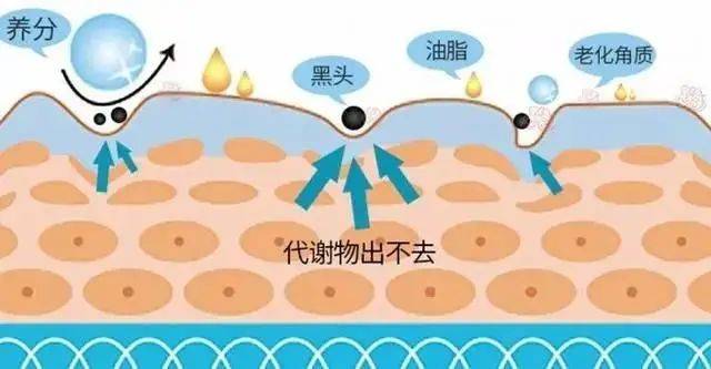 医萃托兰皮肤管理科普如何提高新陈代谢_细胞_含量_包括