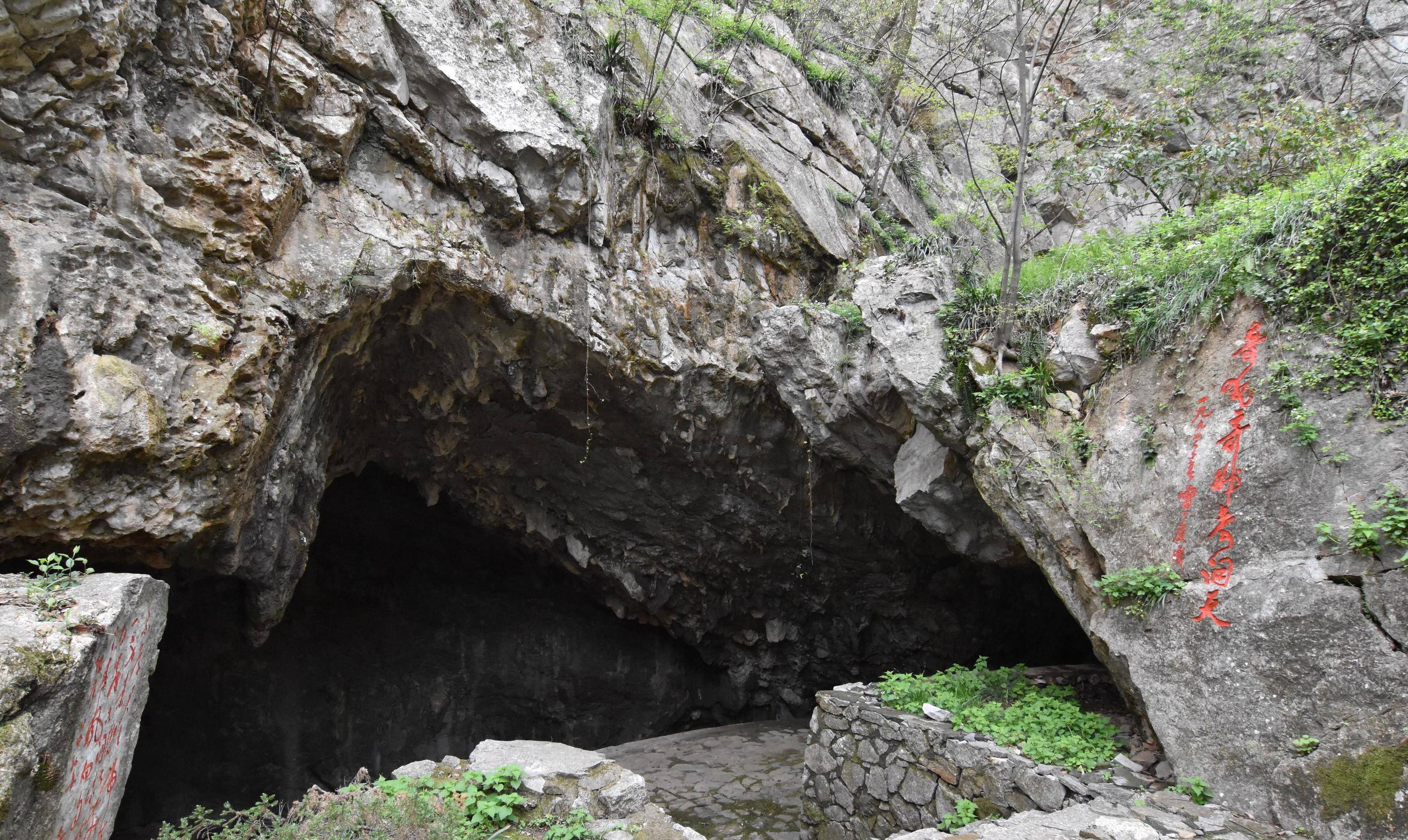 巢湖市银屏山仙人洞,千年牡丹生长于洞口岩石峭壁上_刘玉超