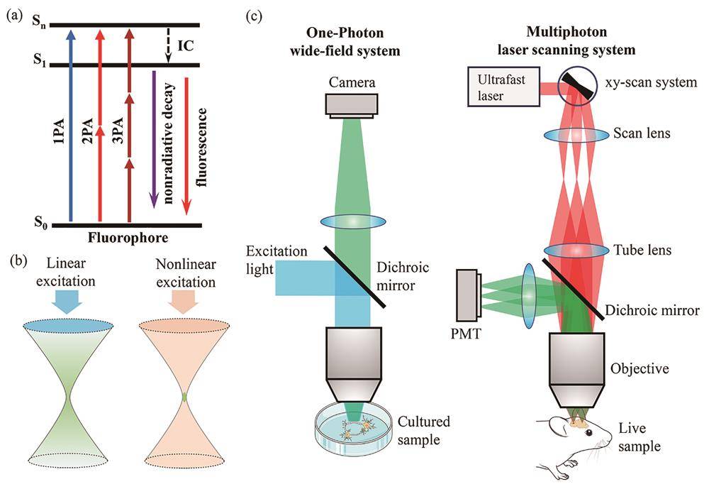 【近红外二区荧光成像】近红外二区激发多光子荧光成像_生物_技术_显微镜
