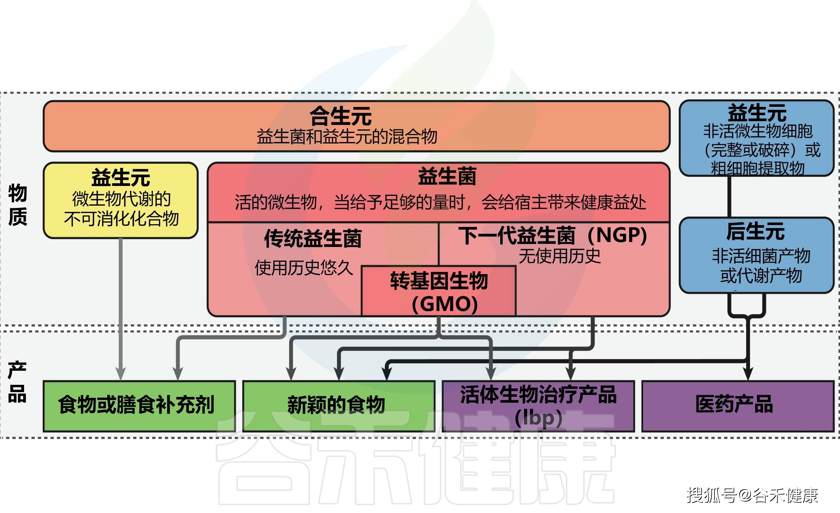 到下一代有益菌:anaerobutyricum soehngenii为例_微生物_杆菌_植物