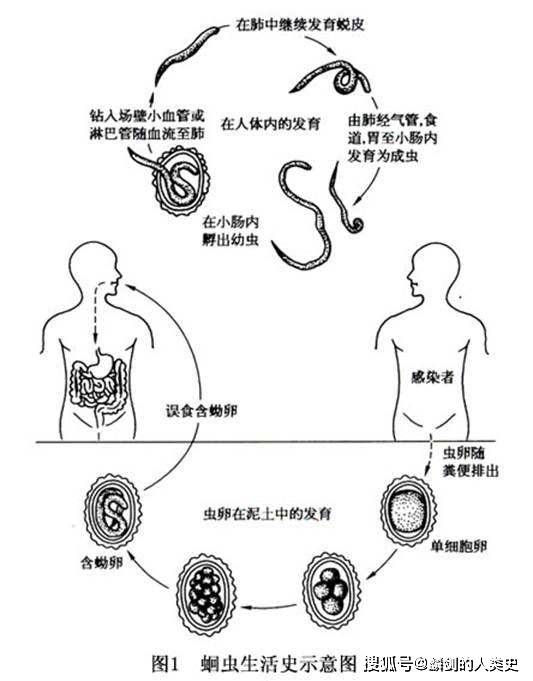 【动物界全系列】蛔形下目—异尖线虫科