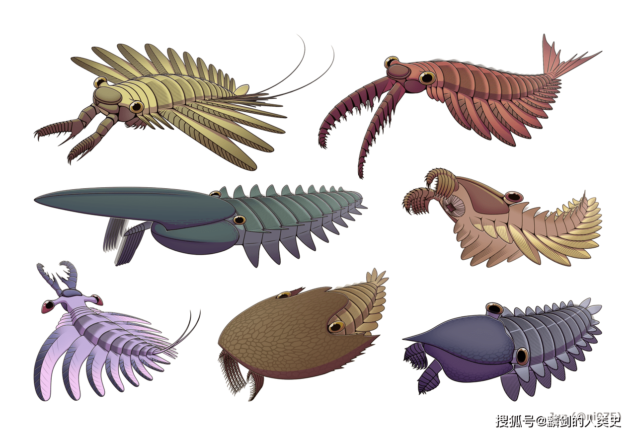 radiodonta),又称射口类,奇虾类,奇虾动物,是节肢动物一个已灭绝的基