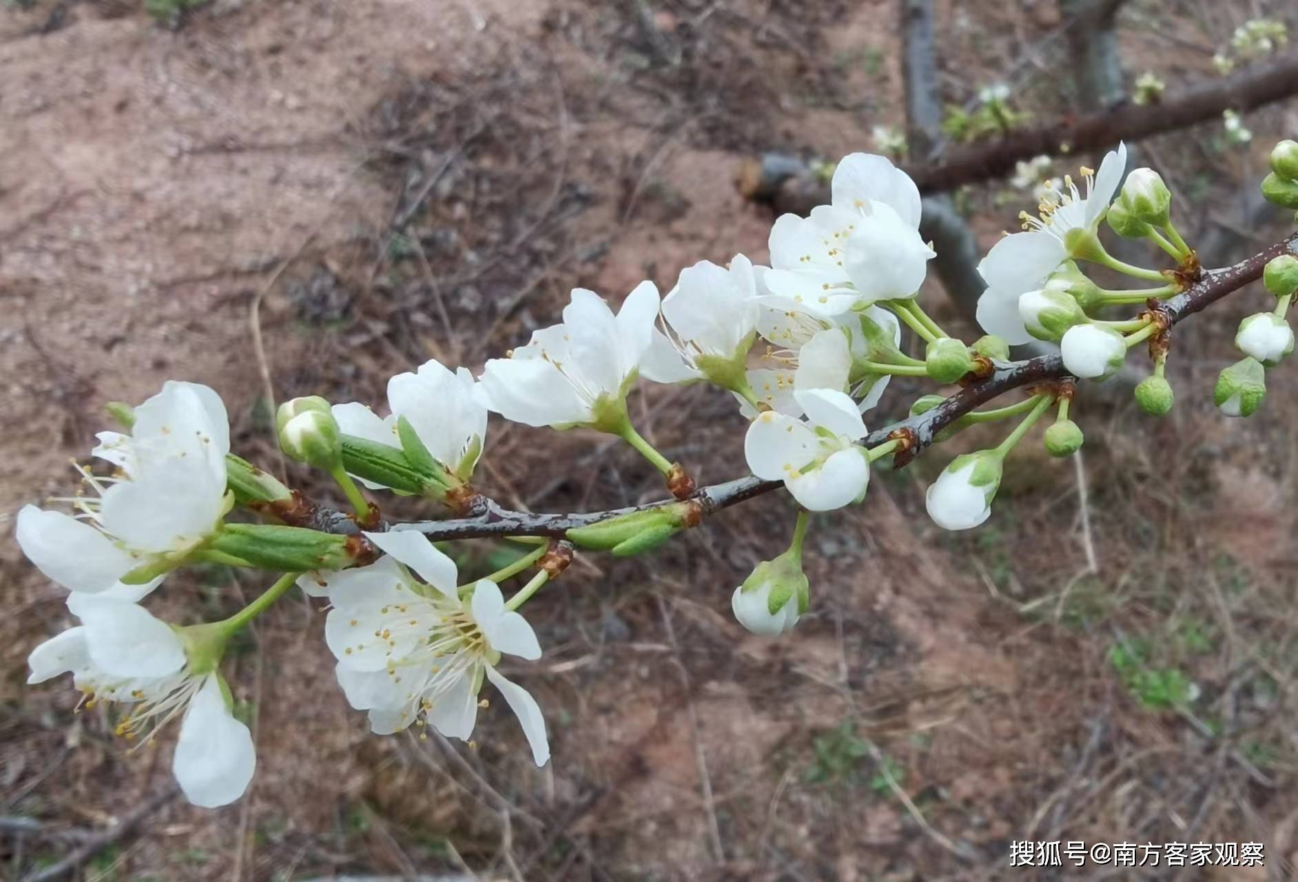 李花怒放一树白-搜狐大视野-搜狐新闻