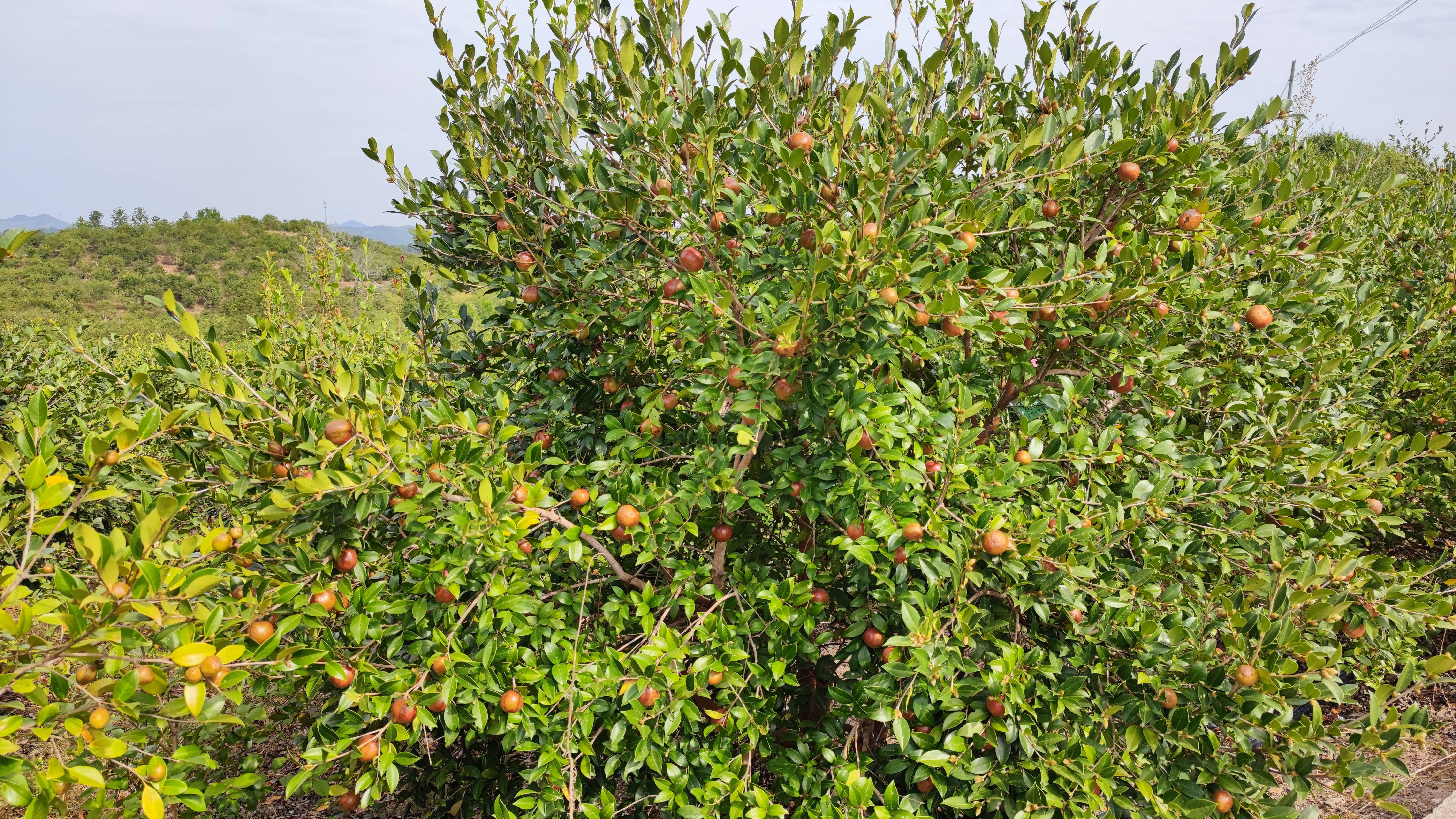 中国油茶基地图片