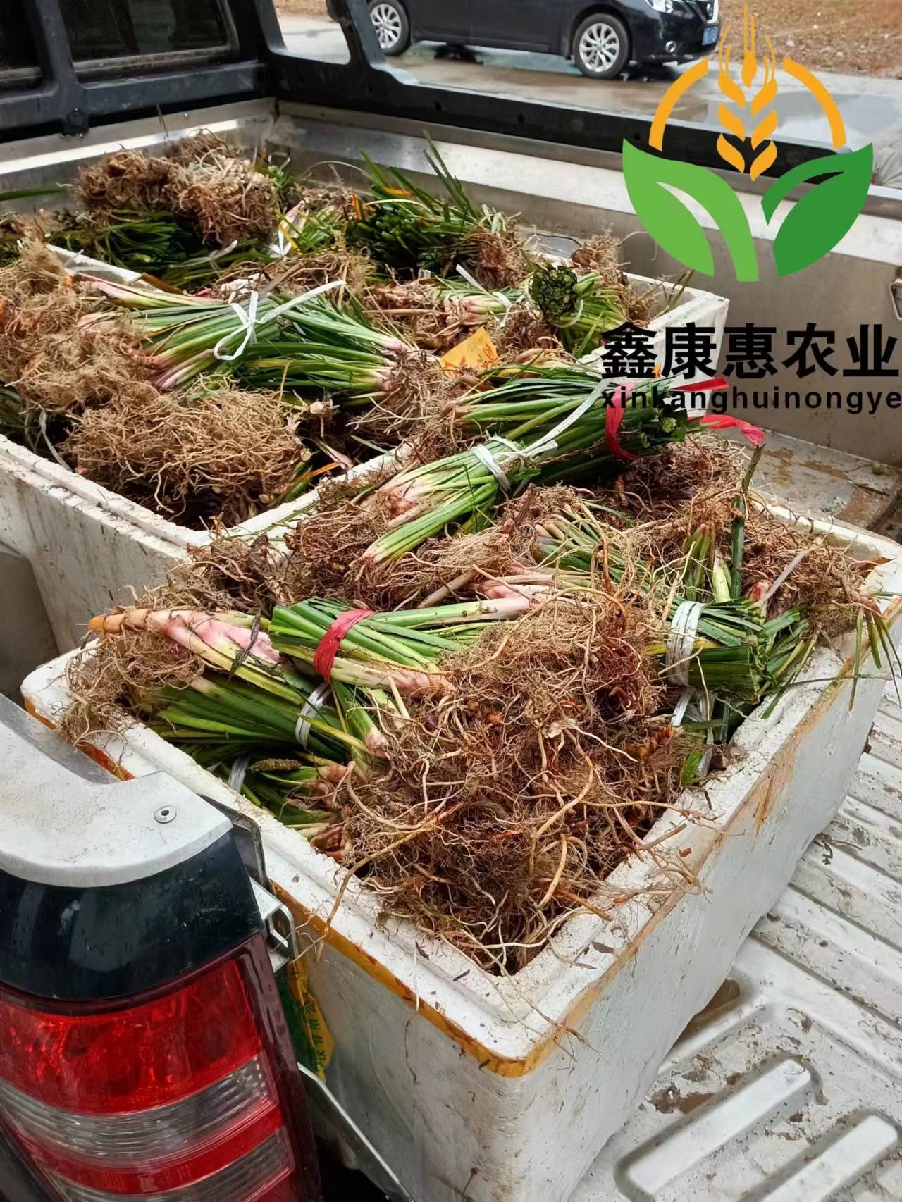 农村种植创业项目大全(农村种植业致富项目推荐)