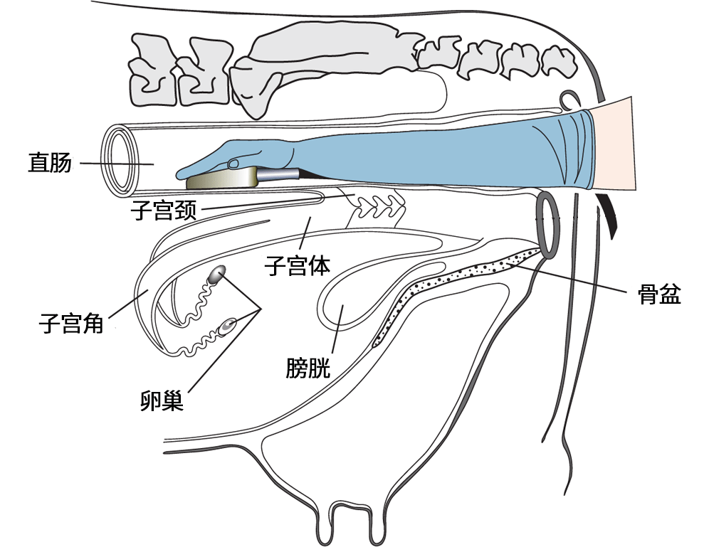 牛的子宫位置平面图图片