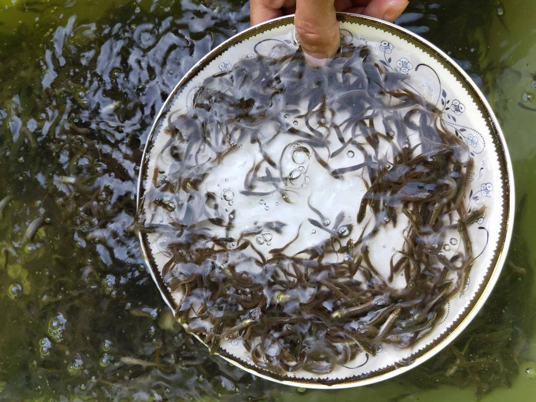 湖北漁本家水產養殖有限公司黃骨魚,鱸魚,泥鰍養殖項目_市場_技術