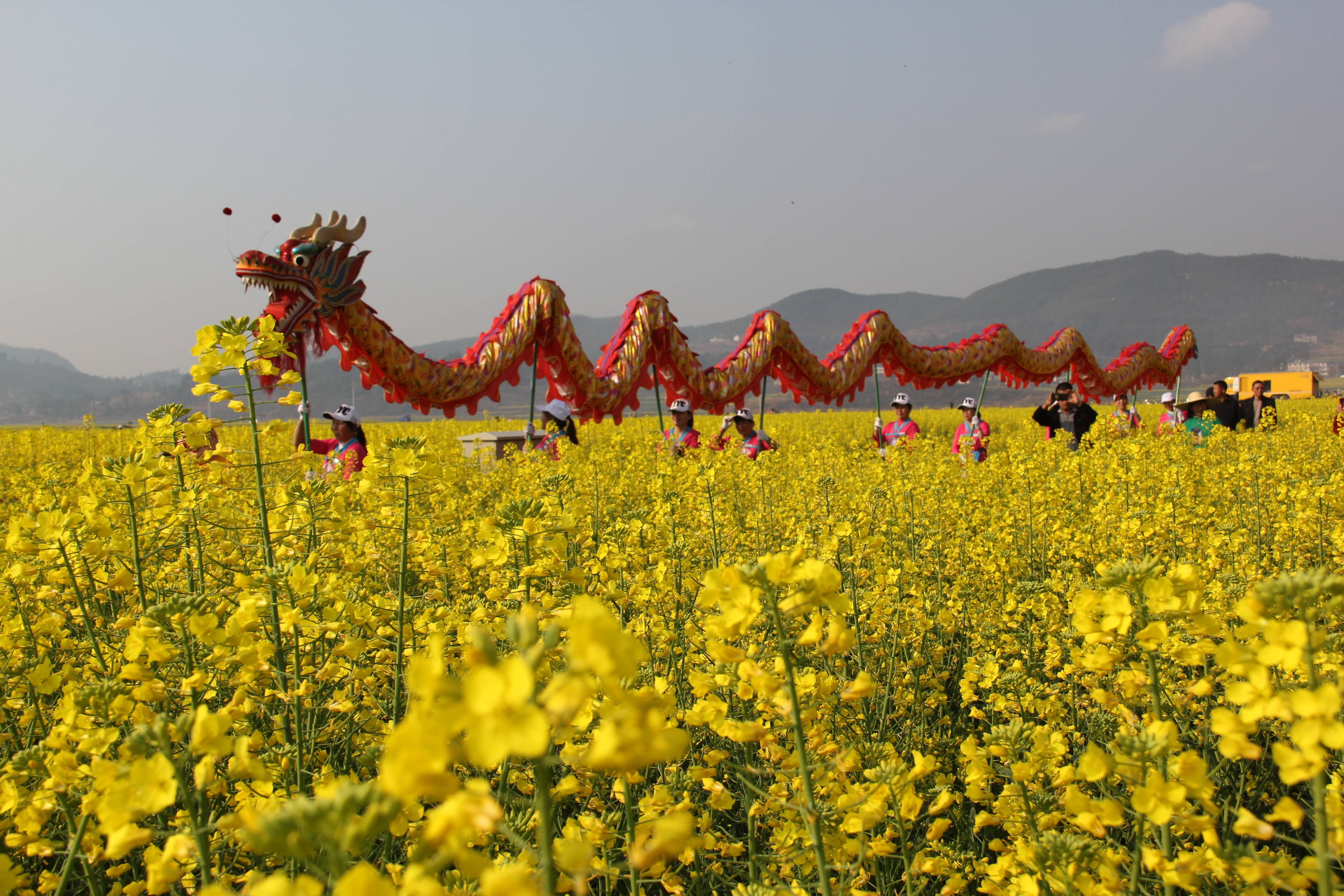 油菜花节主题活动图片