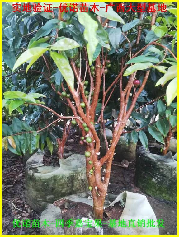 南方,北方合适种植的嘉宝果品种艾斯卡嘉宝果,四季早生嘉宝果多宝果可