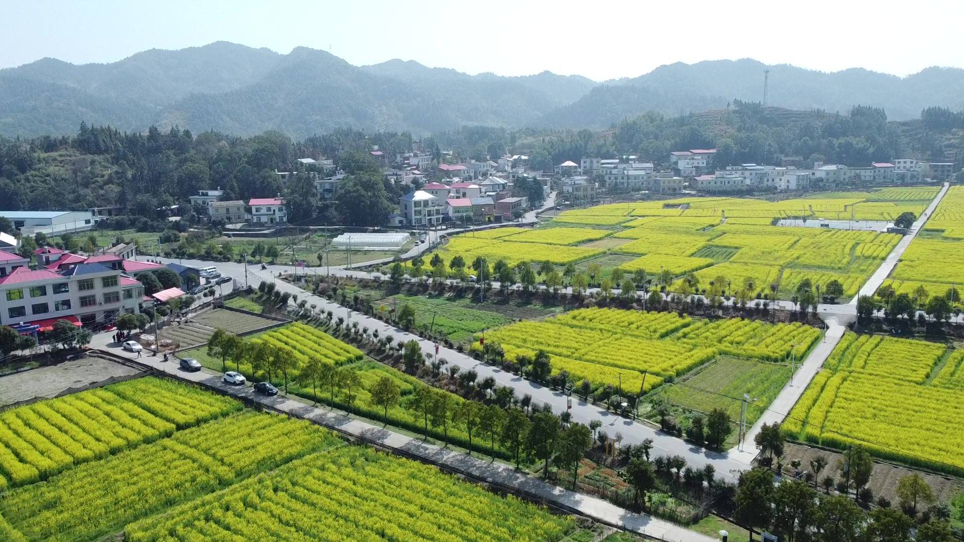 萍乡上栗县长平乡:最美的油菜花 是开在家门口_乡村_现代化_长平村
