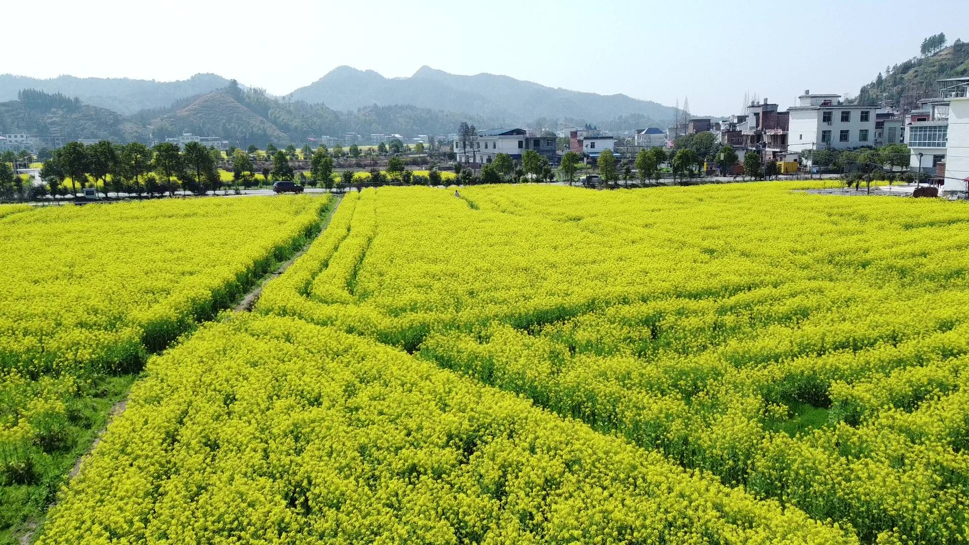 萍乡上栗县长平乡:最美的油菜花 是开在家门口_乡村_现代化_长平村