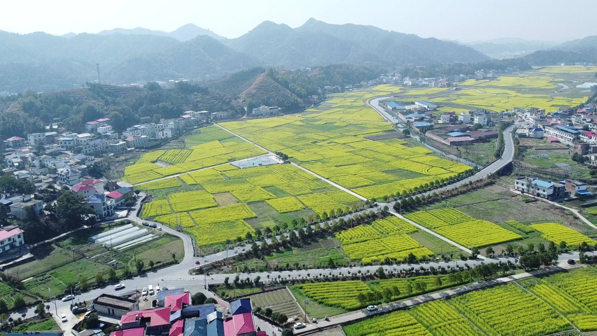萍乡上栗县长平乡:最美的油菜花 是开在家门口_乡村_现代化_长平村