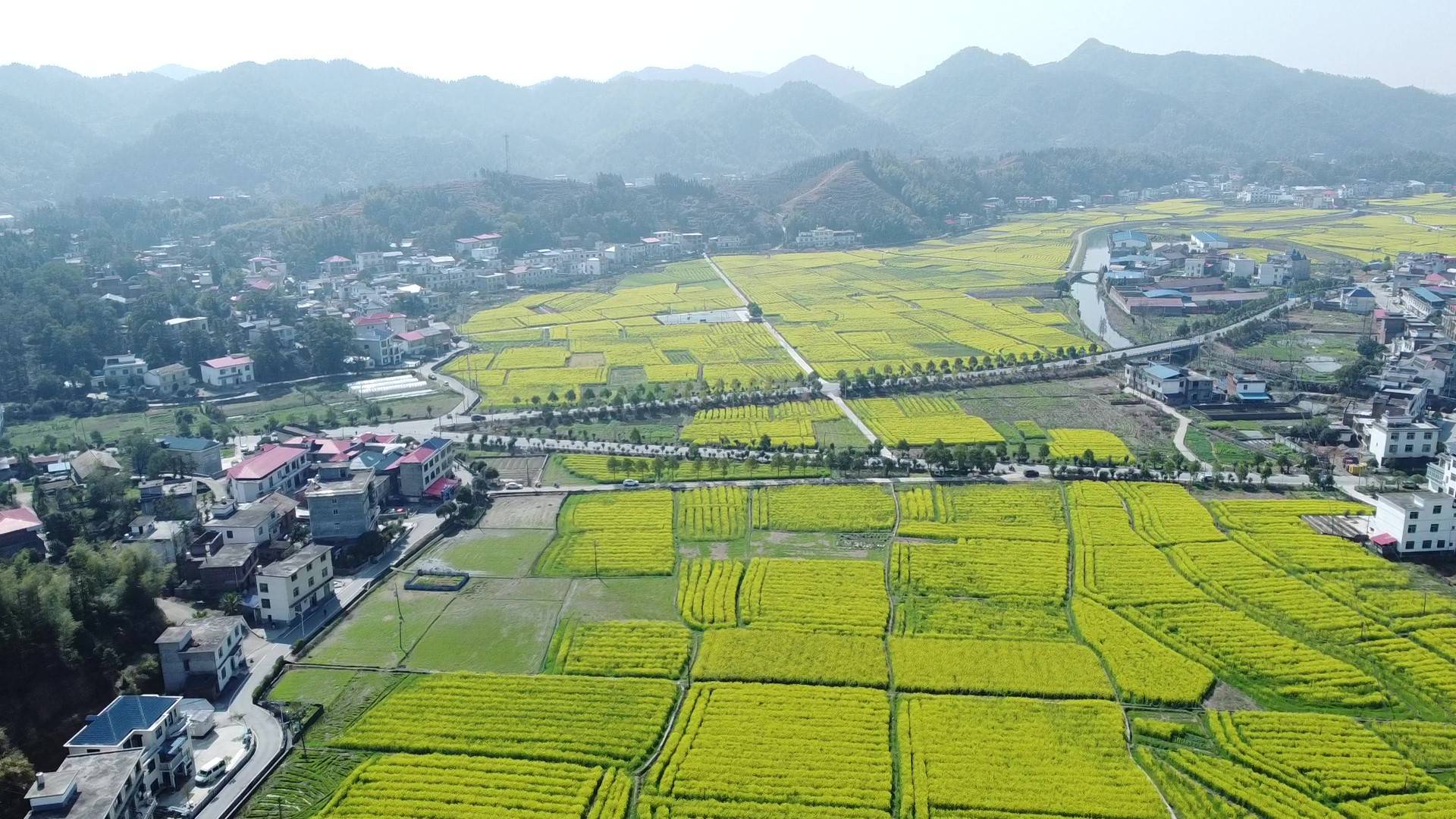 萍乡上栗县长平乡:最美的油菜花 是开在家门口_乡村_现代化_长平村