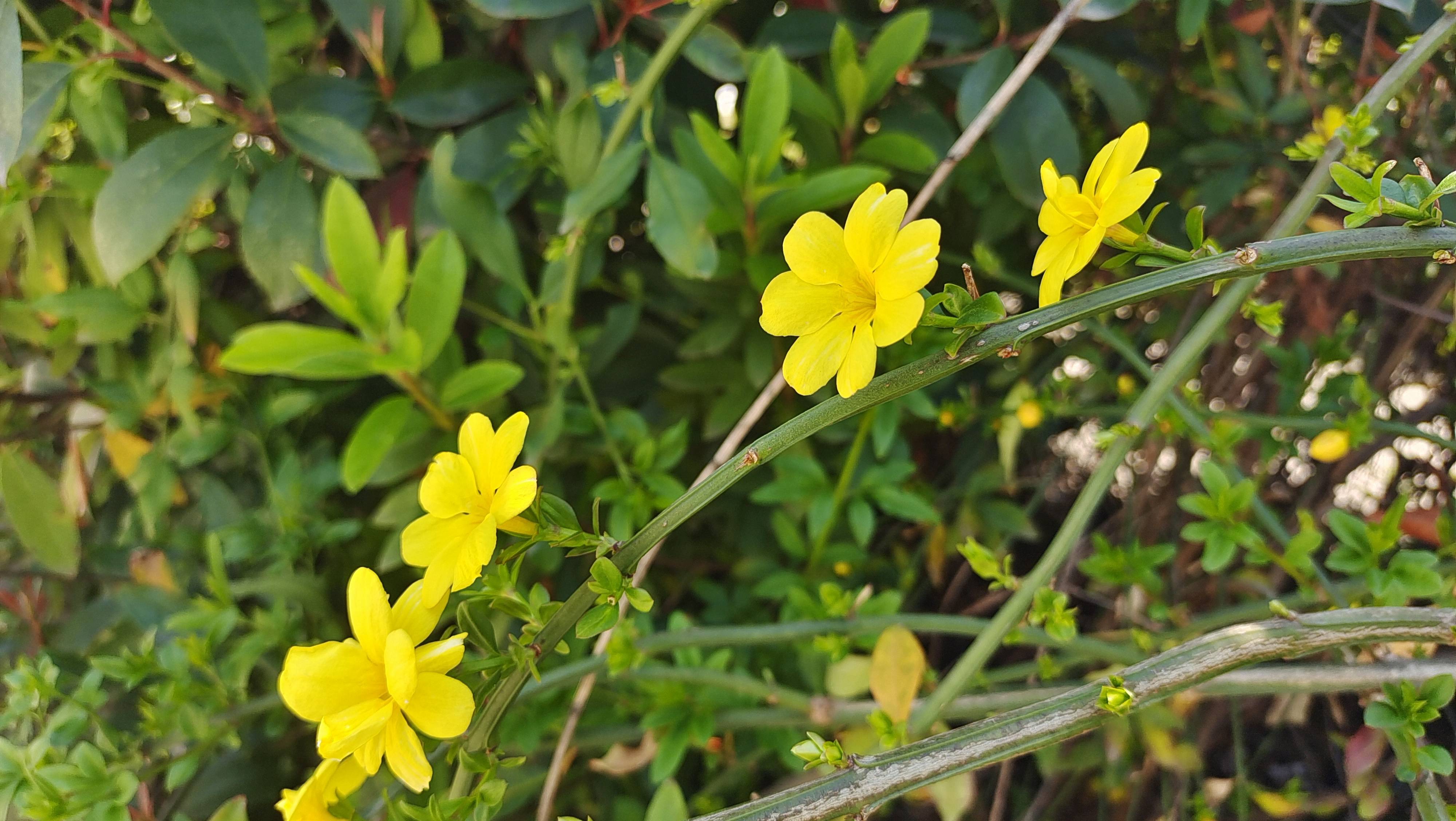 吉安赏花 野迎春花开迎春来