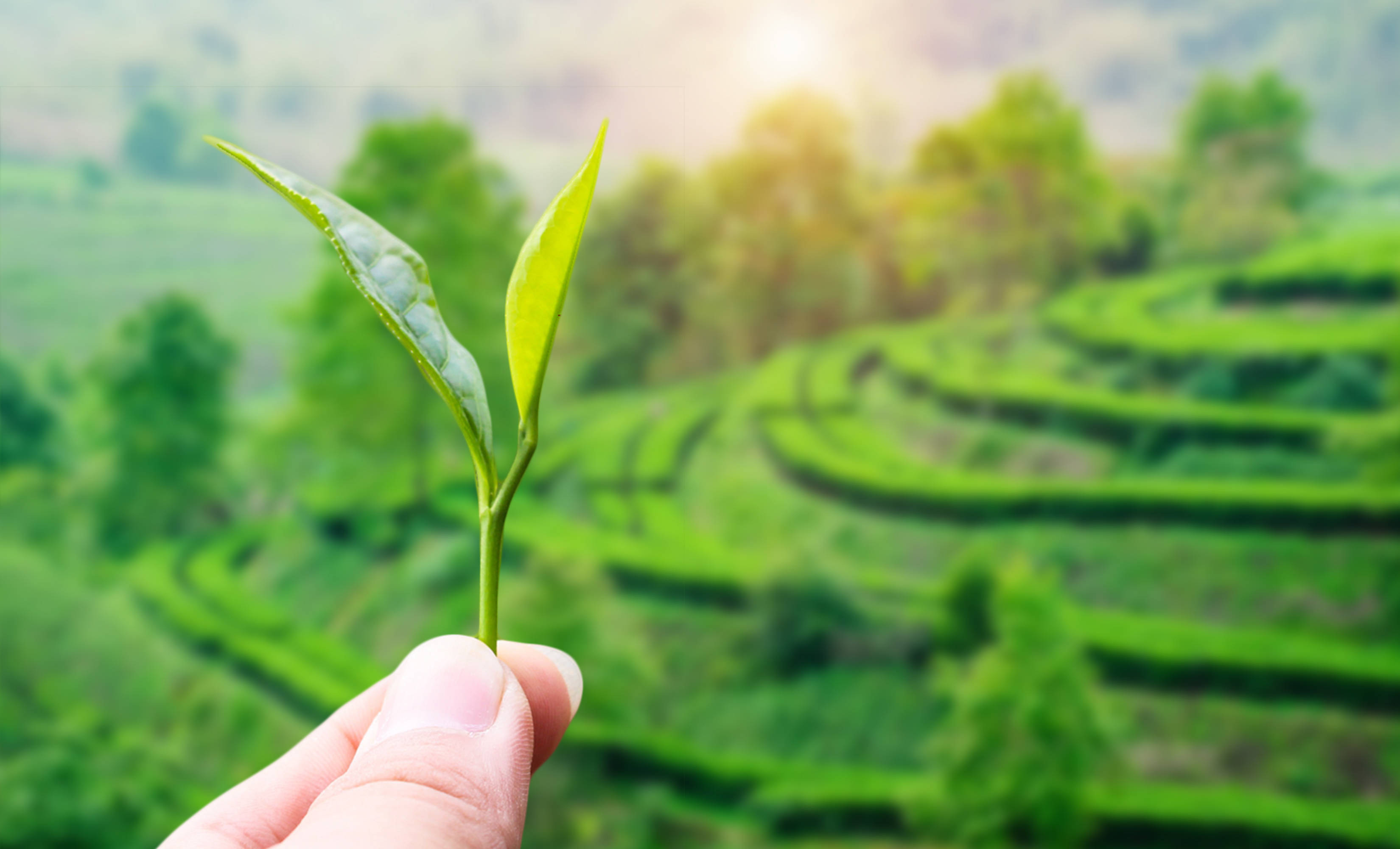 茶背景图片大全 唯美图片