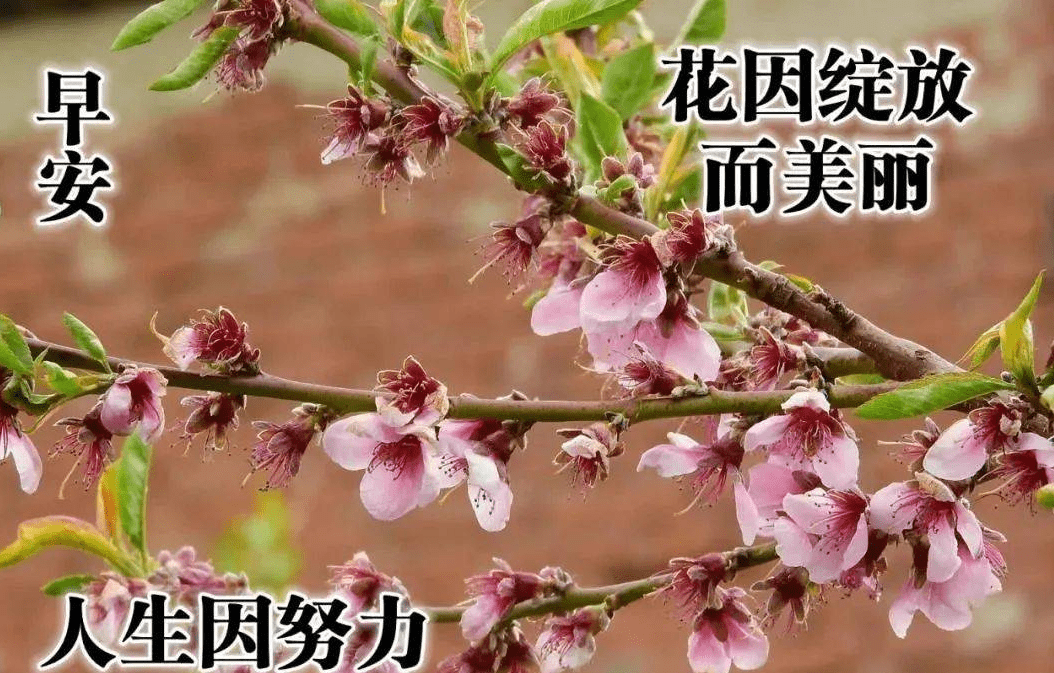 微信图片花朵带字图片