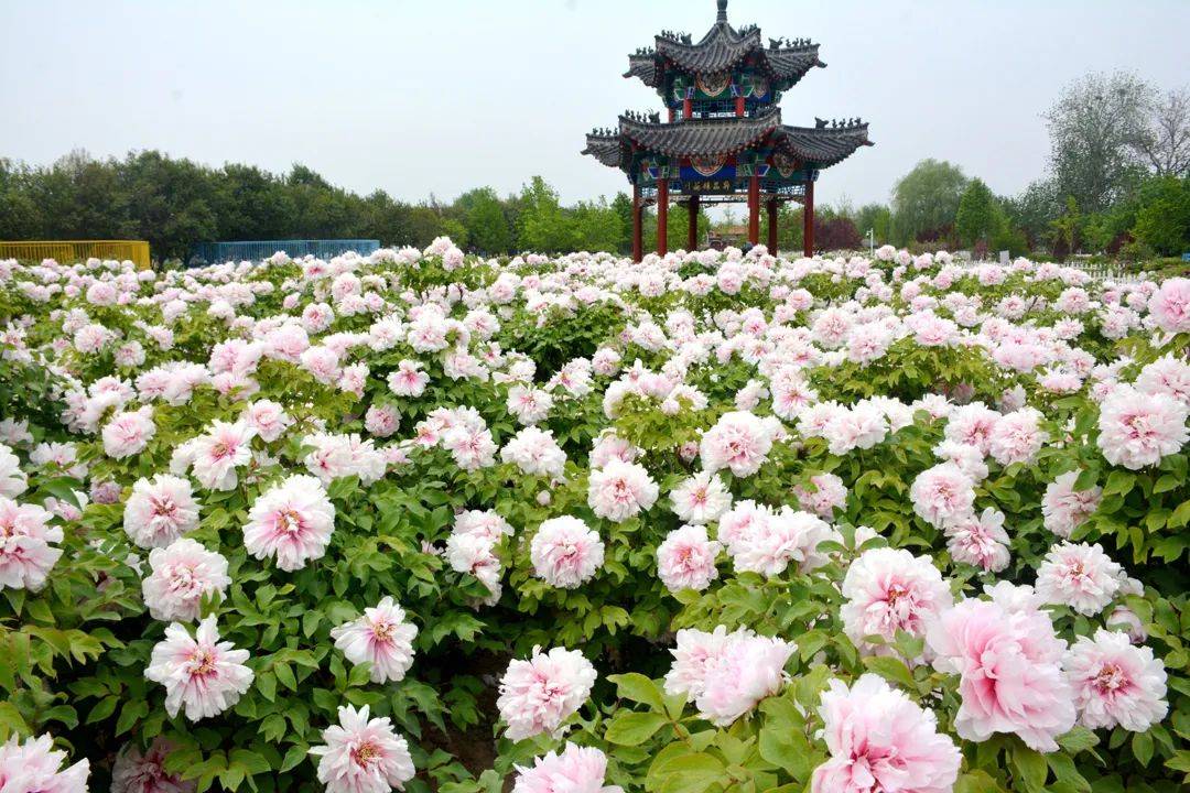 菏泽市:牡丹总领百花开 2023年的国际牡丹文化旅游节看点多_景区_曹州