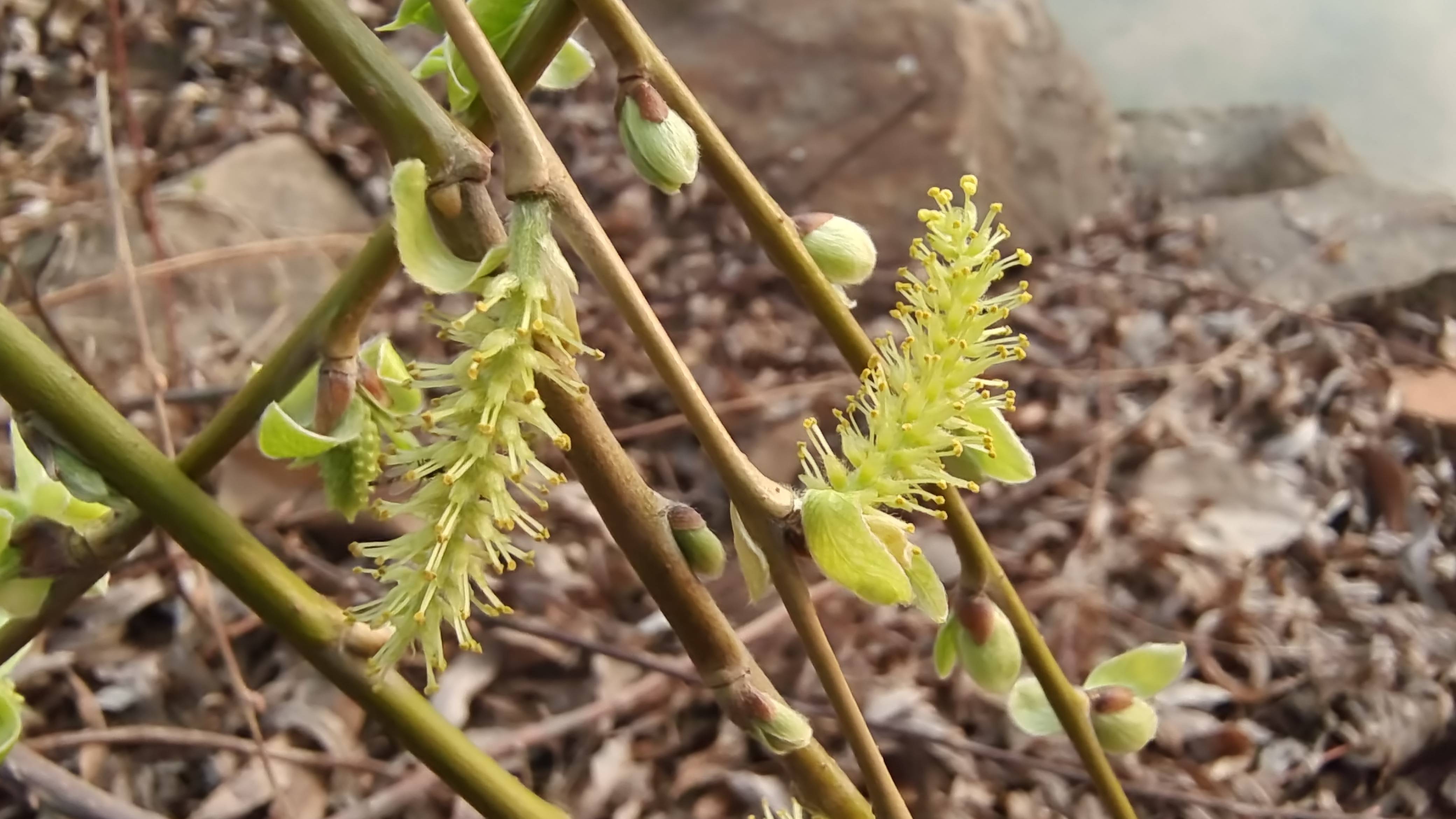 吉安随拍：花花草草之春天的柳花-搜狐大视野-搜狐新闻