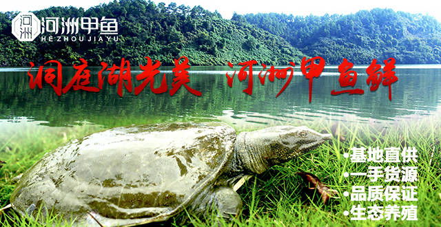 甲鱼多少钱一斤-甲鱼全新价格[优质货源]（目前甲鱼多少钱一斤）