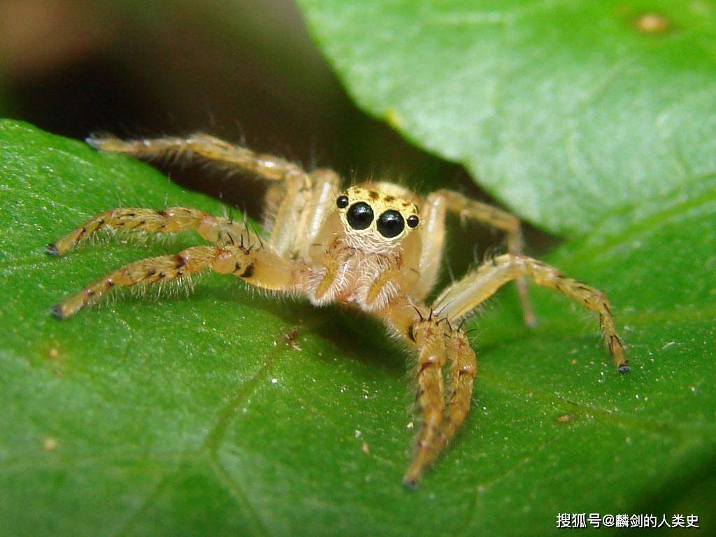 【动物界全系列】蜘蛛目—中突蛛亚目_物种_七纺_洞穴