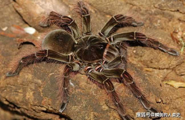 【动物界全系列】猛蛛亚目—捕鸟蛛科_蜘蛛_猎物_亚马逊