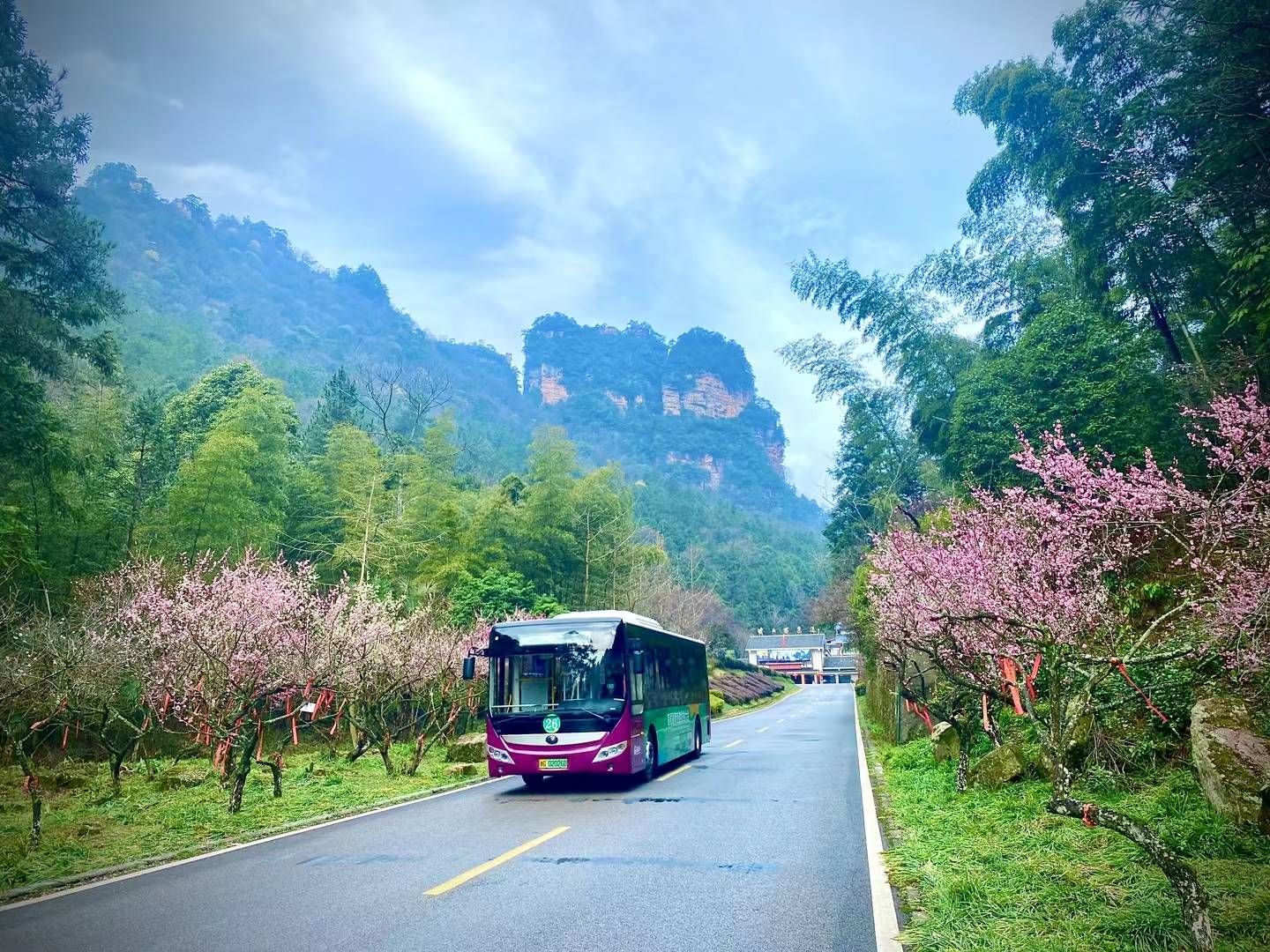仙境张家界的观光车,遇上梅花林后……_黄石寨_环保车_云雾
