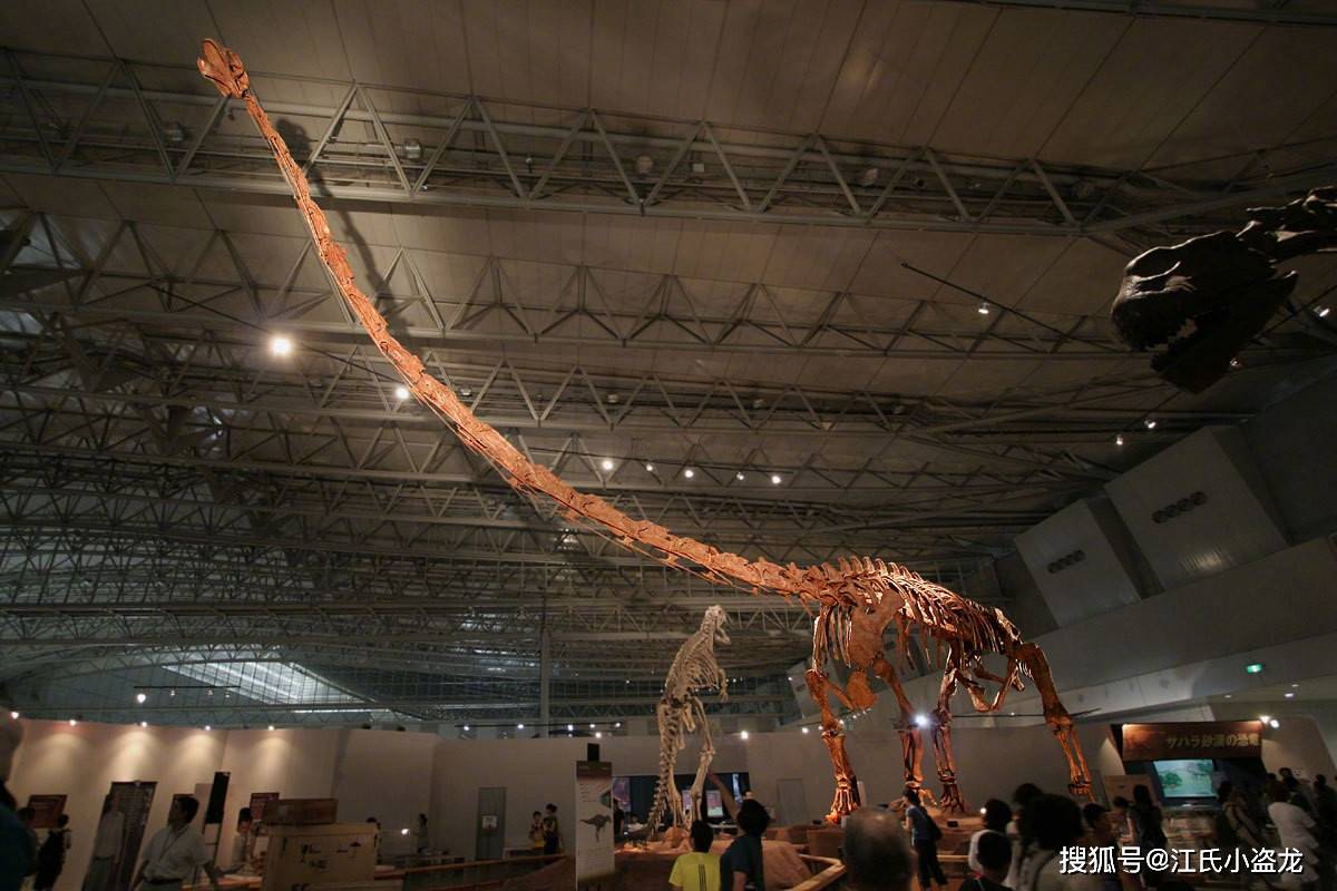 中国恐龙脖子长度15米!