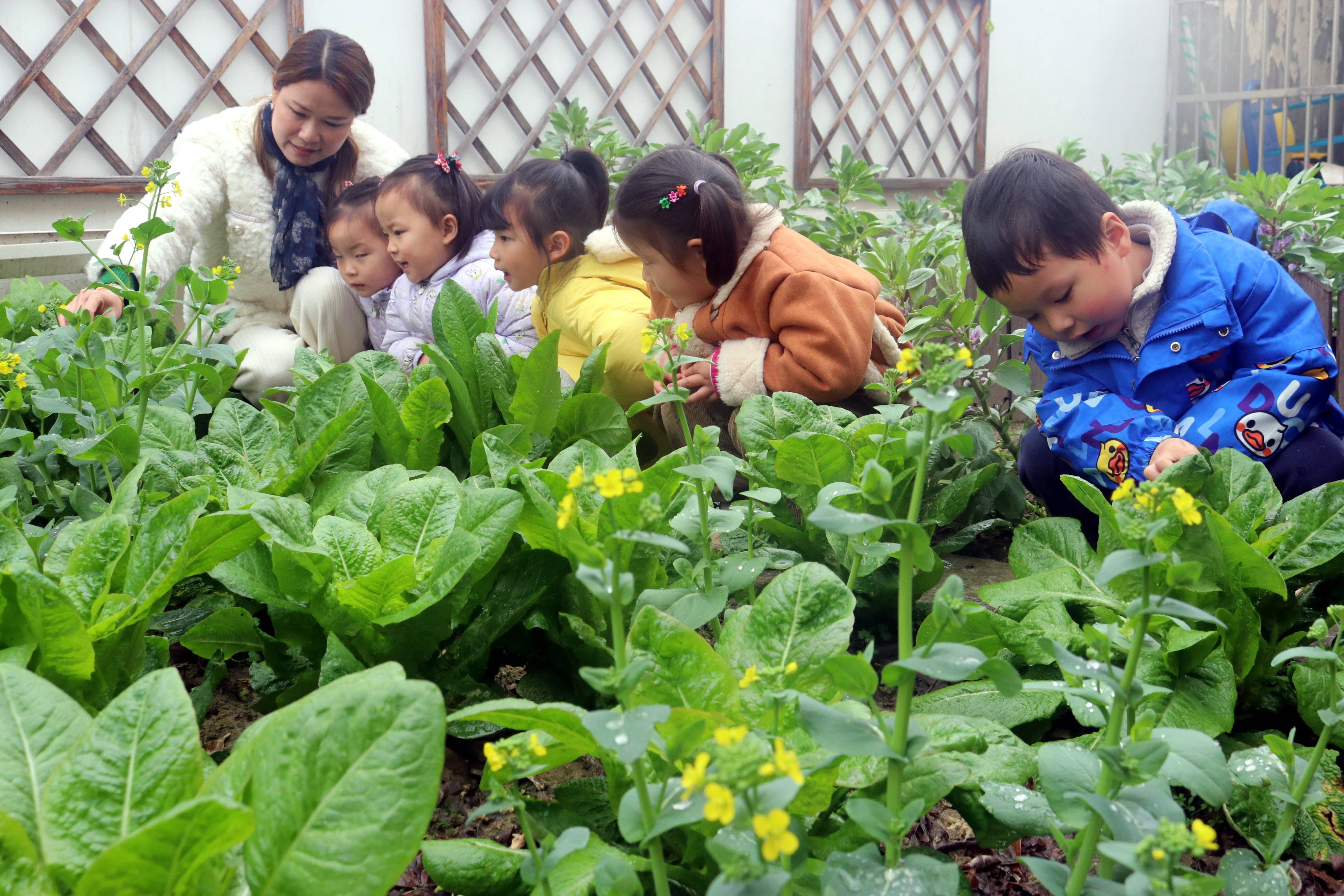 苏州市虹桥幼儿园孩子学农事观察蔬菜长势