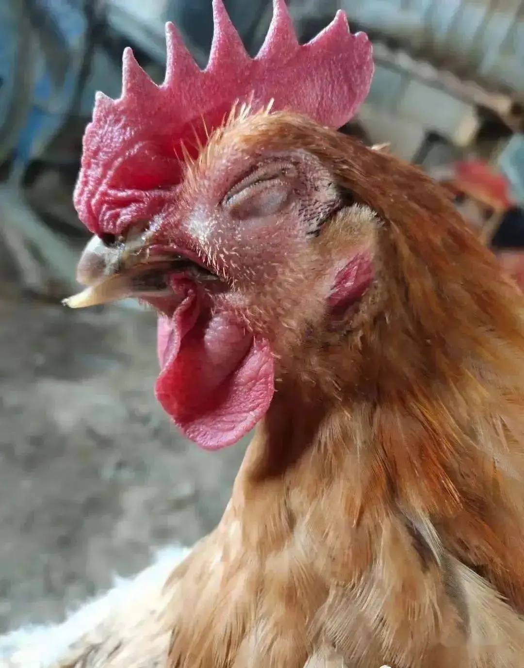 禽医王老师谈鸡支气管堵塞症状和鸡气管堵塞治疗方法