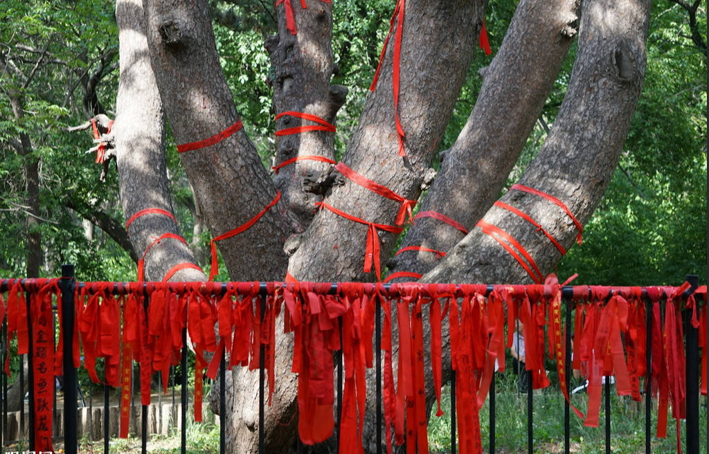 拜在一定程度上是当时政治与宗教体系制度太过分裂而衍生出来的某种