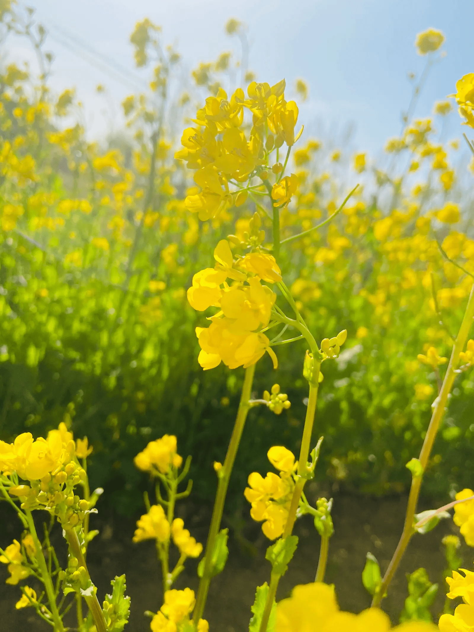 油菜花粉中医世家图片