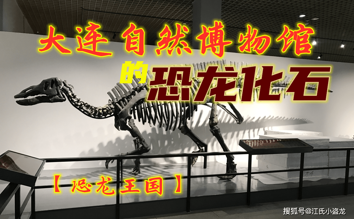 【恐龙王国】博物馆里看恐龙-双庙龙_龙的_化石_骨架